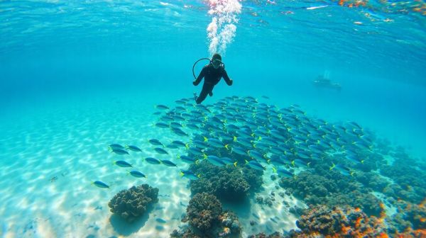 Top 5 spots de plongée en Égypte pour débutants